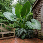 Combo 3 Green Jack Giant Colocasia Live Plants, Elephant Ear Esculenta Taro, 5 to 8" in Tall, Alocasia Live Plant for Planting, Live Houseplant Colocasia Plant