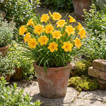 Pack 3 Daylily Bulbs for Planting, Hardy Perennial Flower with Vibrant Blooms, Reblooming Daylilies Bulbs for Garden Borders and Containers (Yellow)