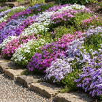 Set 2 Creeping Phlox Live Plants, Perennial Phlox Flower Ground Cover Plant, Hardy Creeping Phlox 5-8 Inches (Mix)