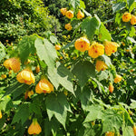 2 Yellow Abutilon Plants 4-8" Tall, Trailing Lantern Flowering Vine for Patio, Containers and Outdoor, Hardy Bell Shaped Flowers Shrubs