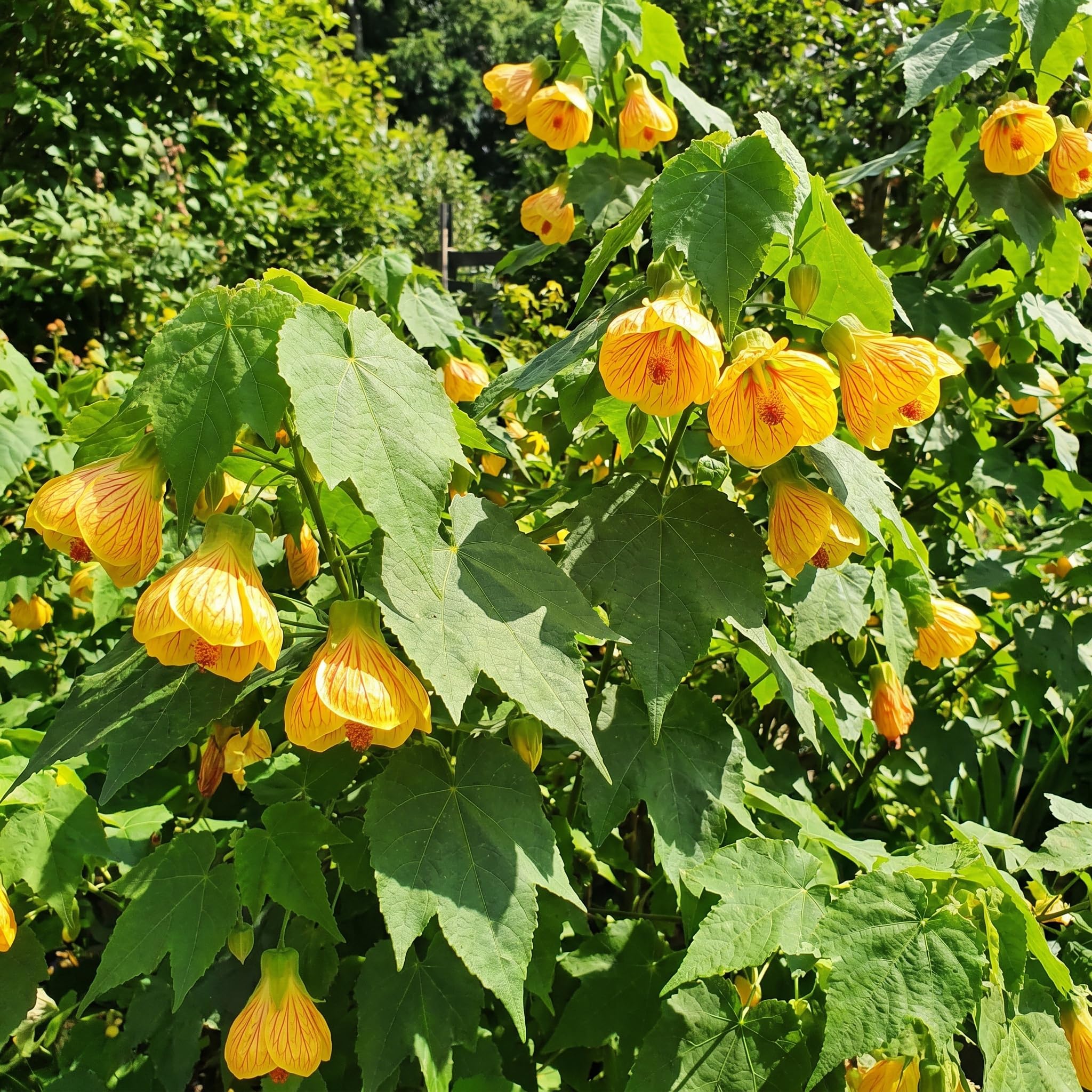 2 Yellow Abutilon Plants 4-8" Tall, Trailing Lantern Flowering Vine for Patio, Containers and Outdoor, Hardy Bell Shaped Flowers Shrubs
