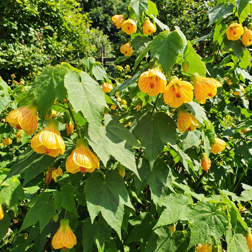 2 Yellow Abutilon Plants 4-8" Tall, Trailing Lantern Flowering Vine for Patio, Containers and Outdoor, Hardy Bell Shaped Flowers Shrubs