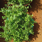 Live Cilantro Plant, Herb Plant, Cilantro Vegetable Plants, 3 to 6 Inc Tall, Easy to Grow