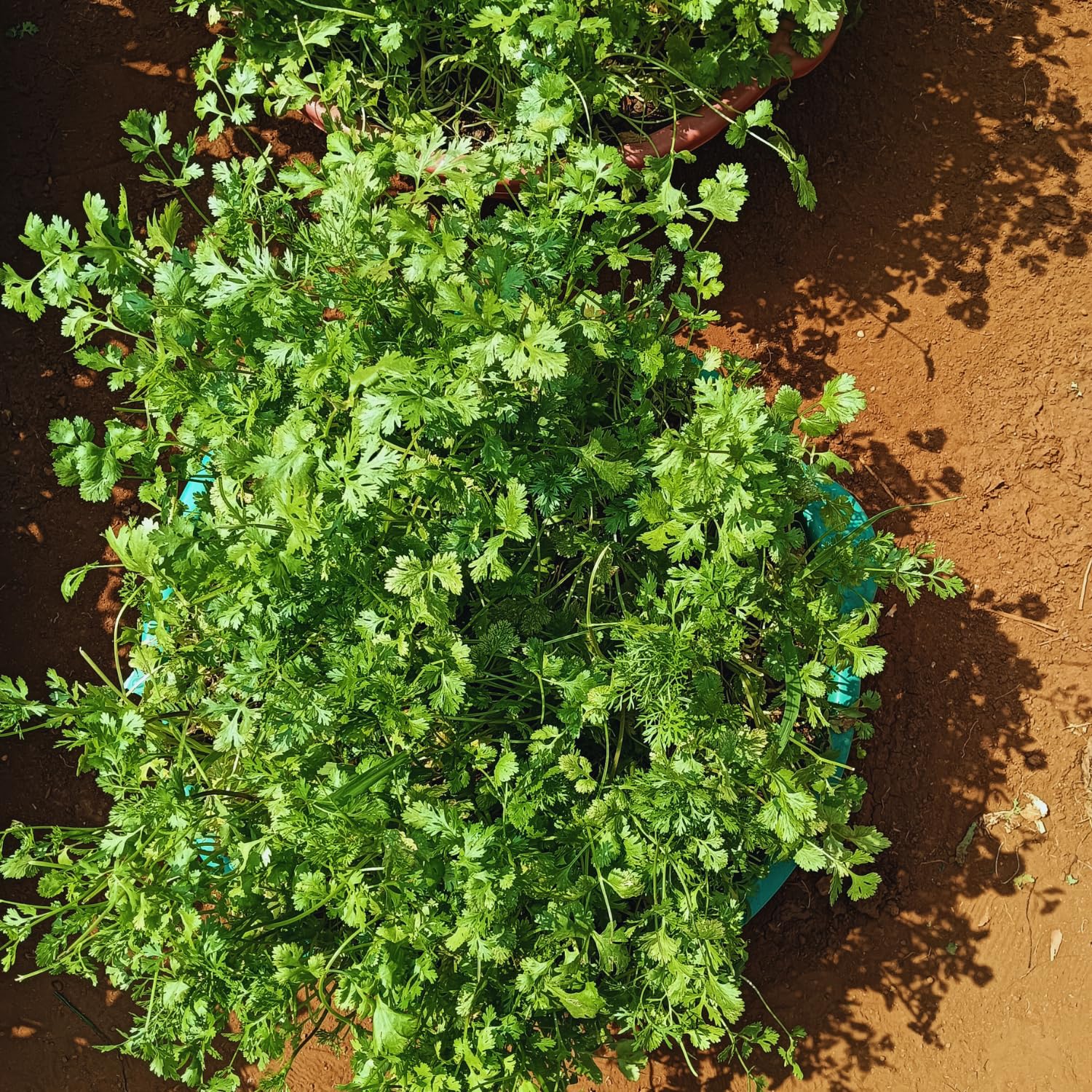 Live Cilantro Plant, Herb Plant, Cilantro Vegetable Plants, 3 to 6 Inc Tall, Easy to Grow