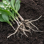 5 Lily of The Valley Roots, White Lilies of The Valley Flower Bulbs, Indoor Outdoor Planting