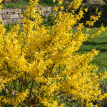 Gold Forsythia Live Plants for Planting in 4 Inch Pot, Yellow Forsythia Shrub Ready to Plant Outdoor Garden, Winter Dormant