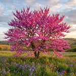 Red Bud Tree Plant in Quart Pot, 1 Year Old Redbud Tree Live Plant, Pink Purple Blooms for Planting, Winter Dormant