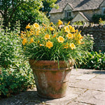 Pack 3 Daylily Bulbs for Planting, Hardy Perennial Flower with Vibrant Blooms, Reblooming Daylilies Bulbs for Garden Borders and Containers (Yellow)