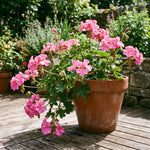 Geranium Live Plant 4'' Pot, Flowering Geranium Well Rooted 3-6'' Tall, Outdoor Patio, Balcony or Container Garden Plants, 2 Plants per Pot (Pink)