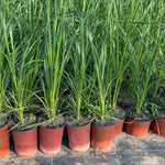 6 Lemon Grass Live Plants for Outside, Lemongrass Plants for Outdoor Planting Herb, Rooted Stalks