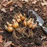 Pack 3 Daylily Bulbs for Planting, Hardy Perennial Flower with Vibrant Blooms, Reblooming Daylilies Bulbs for Garden Borders and Containers (Yellow)