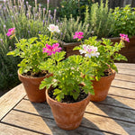 3 Citronella Plants, Live Citronella Geranium Plants 4-7 Inch, Perennial Fragrant Herbs, Container and Garden Planting