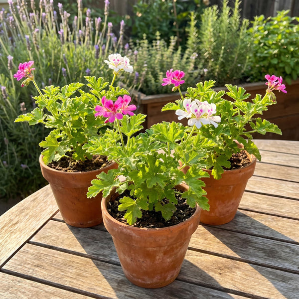 3 Citronella Plants, Live Citronella Geranium Plants 4-7 Inch, Perennial Fragrant Herbs, Container and Garden Planting