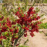 Flowering Quince Plant in 4'' Pot, 3–6 Inch Tall Chaenomeles Shrub, Spring Blooming Outdoor Plant, Easy Grow (Red Quince)