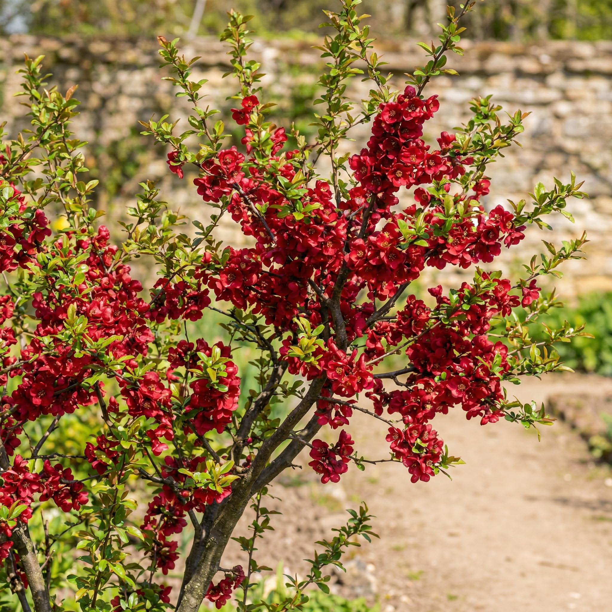 Flowering Quince Plant in 4'' Pot, 3–6 Inch Tall Chaenomeles Shrub, Spring Blooming Outdoor Plant, Easy Grow (Red Quince)
