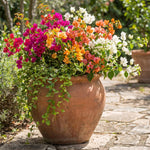 Set 2 Mixed Bougainvillea Live Plants 4-7 Inches Tall, Vibrant Bumgainvillea Flowering Vines for Garden, Patio Containers and Indoor Growing