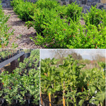 Sweet Gooseberry Plant Live for Planting, 5-9 Inch Tall, Gooseberry Bush Live Plant, Gooseberry Fruit Tree Plant