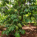 Soursop Tree 5-9'' Tall for Planting, Annona Muricata Seedlings, Hardy Live Tropical Fruit Tree for Patio, Container and Backyard Gardens