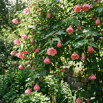 2 Pink Abutilon Plants 4-8" Tall, Trailing Lantern Flowering Vine for Patio, Containers and Outdoor, Hardy Bell Shaped Flowers Shrubs