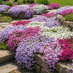 Pack 3 Creeping Phlox Plant Live, 5-9 Inches, Perennial Creeping Phlox Ground Cover Outdoor Garden (Mix-Colored)
