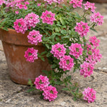 2 Verbena Live Plants, Trailing Verbena Plants for Planting Outdoor, Perennial Ground Cover Flowers 4-7 Inches (Pink)