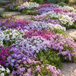 Set 2 Creeping Phlox Live Plants, Perennial Phlox Flower Ground Cover Plant, Hardy Creeping Phlox 5-8 Inches (Mix)