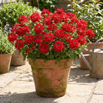 2 Red Verbena Live Plants, Trailing Verbena Plants for Planting Outdoor, Perennial Ground Cover Flowers 4-7 Inches
