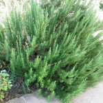 Live Rosemary Plants in 4'' Pot, Fragrant Upright Rosemary Starter 4-8 Inches, Hardy Outdoor Plant for Garden, Patio and Containers