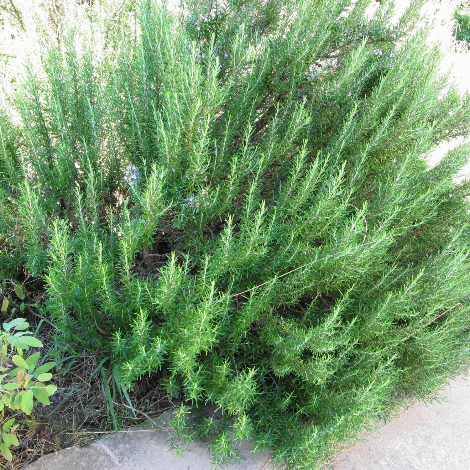 Live Rosemary Plants in 4'' Pot, Fragrant Upright Rosemary Starter 4-8 Inches, Hardy Outdoor Plant for Garden, Patio and Containers