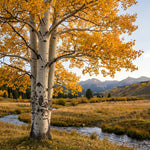 Quaking Aspen Tree Bare Root Seedlings 18-24 Inches Tall, Hardy Tree for Yard, Garden, and Landscaping