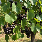 Grape Plant Live 4-7 Inches Tall, Fruit Vine Starter Plant for Garden, Patio Container, Backyard Trellis, Outdoor Growing (Dark Purple Grape)