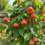 2 Orange Abutilon Plants 4-8" Tall, Trailing Lantern Flowering Vine for Patio, Containers and Outdoor, Hardy Bell Shaped Flowers Shrubs