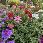 2 Verbena Live Plants, Trailing Verbena Plants for Planting Outdoor, Perennial Ground Cover Flowers 4-7 Inches (Assorted)