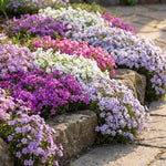 Pack 3 Creeping Phlox Plant Live, 5-9 Inches, Perennial Creeping Phlox Ground Cover Outdoor Garden (Mix-Colored)