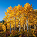 Quaking Aspen Tree Bare Root Seedlings 18-24 Inches Tall, Hardy Tree for Yard, Garden, and Landscaping