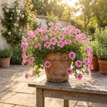 2 Verbena Live Plants, Trailing Verbena Plants for Planting Outdoor, Perennial Ground Cover Flowers 4-7 Inches (Pink)