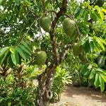 Soursop Tree Live Plant 5-9" Tall, Soursop Guanabana Tropical Fruit Tree for Gardening, Hardy Outdoor Plant