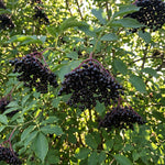 Elderberry Live Plant 4-8'' Tall, Live Black Elderberry Tree Seedling, Edible Berry Bush for Planting, No Pot