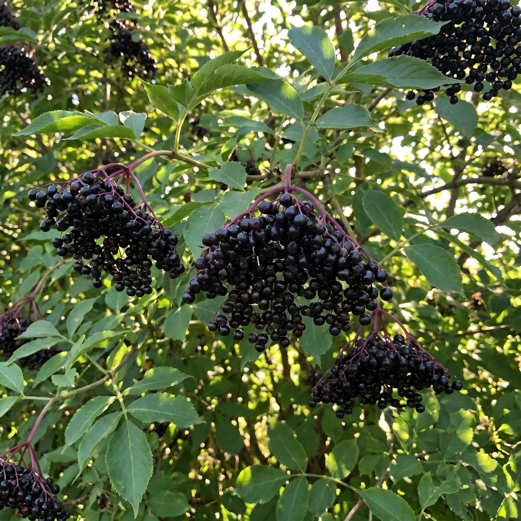 Elderberry Live Plant 4-8'' Tall, Live Black Elderberry Tree Seedling, Edible Berry Bush for Planting, No Pot