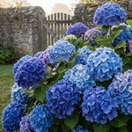 Blue Hydrangea Live Plant in 2.5'' Pot, Hydrangea Bush Shrub Vibrant Blooms, Outdoor Garden, Ready to Grow