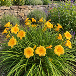 Pack 3 Daylily Bulbs for Planting, Hardy Perennial Flower with Vibrant Blooms, Reblooming Daylilies Bulbs for Garden Borders and Containers (Yellow)