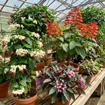 2 Clerodendrum Live Plants 4-7 Inches, Trailing Light Bulb Flowering Shrub, Indoor or Outdoor Ornamental (Random Clerodendrum)