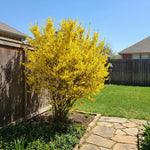 Gold Forsythia Live Plants for Planting in 4 Inch Pot, Yellow Forsythia Shrub Ready to Plant Outdoor Garden, Winter Dormant