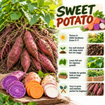 Sweet Potato Live Plant for Outdoor Planting, 4-7'' Tall, Root Vegetable for Home Gardens and Farm Growing, Sweet Potato Starts for Garden Beds and Raised Beds, Warm Season Vegetable for Sunny Locations