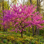 Red Bud Tree Plant in Quart Pot, 1 Year Old Redbud Tree Live Plant, Pink Purple Blooms for Planting, Winter Dormant
