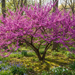 Red Bud Tree Plant in Quart Pot, 1 Year Old Redbud Tree Live Plant, Pink Purple Blooms for Planting, Winter Dormant