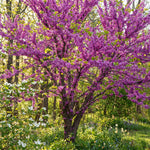 Eastern Redbud Tree Live Plant 6-10 Inches, Red Bud Tree Seedling, Ready to Grow Outdoor Garden, Dormant Redbuds