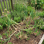 6 Walking Onions Plants for Planting, Egyptian Walking Onion Allium, 4-6 Inches Well Rooted, Ready to Plant Outdoor