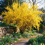 Gold Forsythia Live Plants for Planting in 4 Inch Pot, Yellow Forsythia Shrub Ready to Plant Outdoor Garden, Winter Dormant