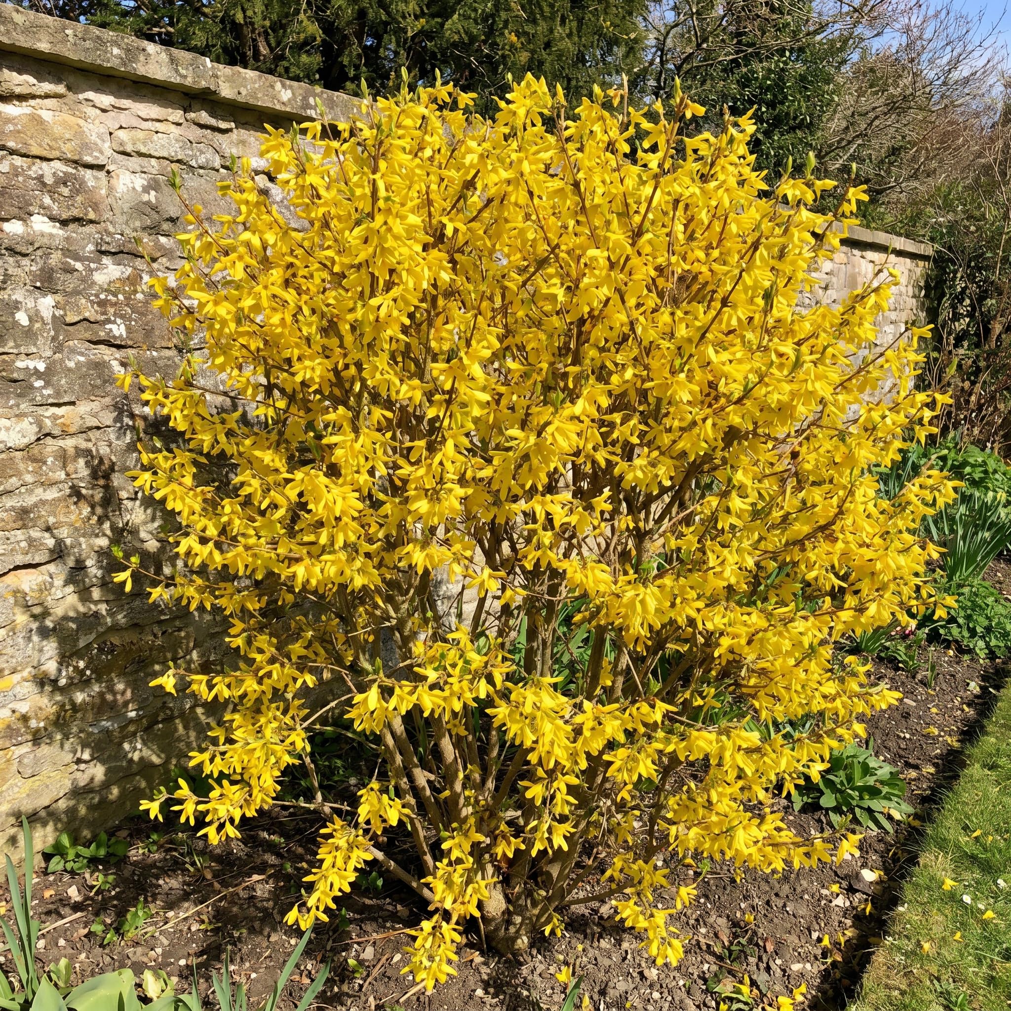 Gold Forsythia Live Plants for Planting in 4 Inch Pot, Yellow Forsythia Shrub Ready to Plant Outdoor Garden, Winter Dormant